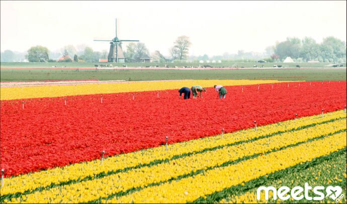 Dutch Tulips