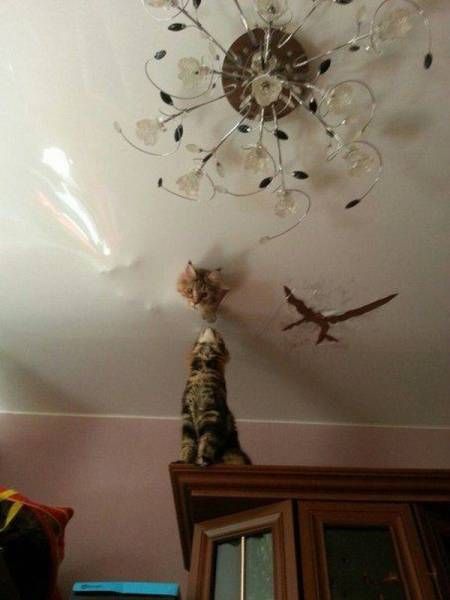 Прикольные картинки дня (50 шт)