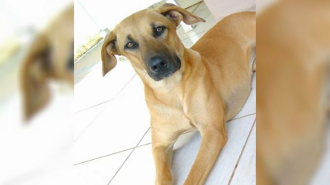 dog-dentures-1-667x375