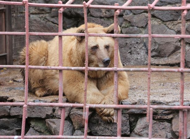 В Армении спасли медведей, которых держали в клетке возле ресторана для потехи публики