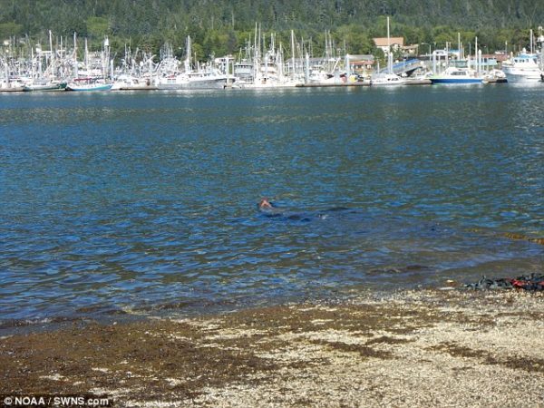 Морской лев, который не хотел возвращаться в океан, наконец вернулся в воду