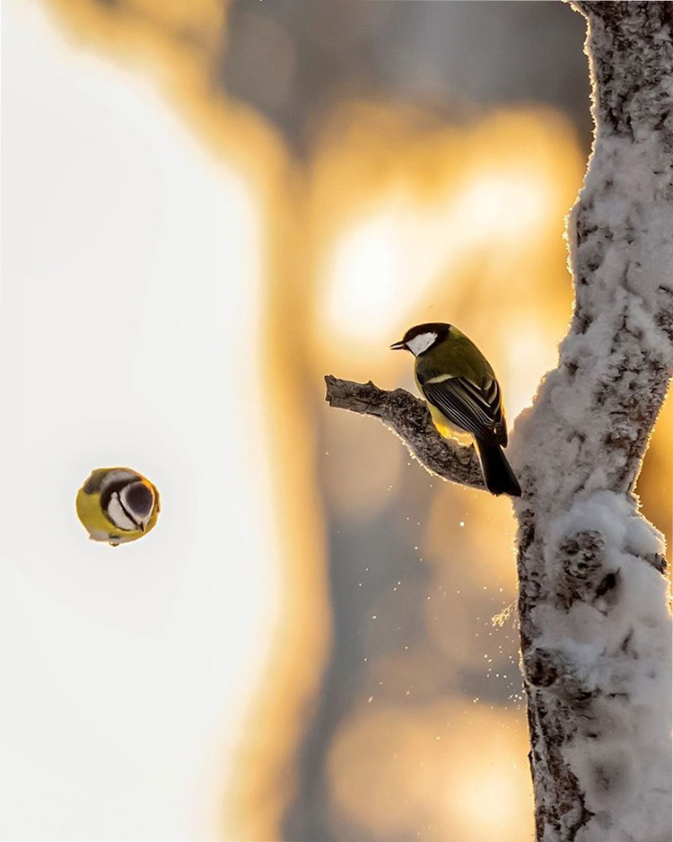    Angry Birds    5
