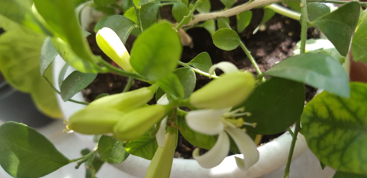  Цветочки и нераскрывшиеся  моей мурки.  Авторское фото