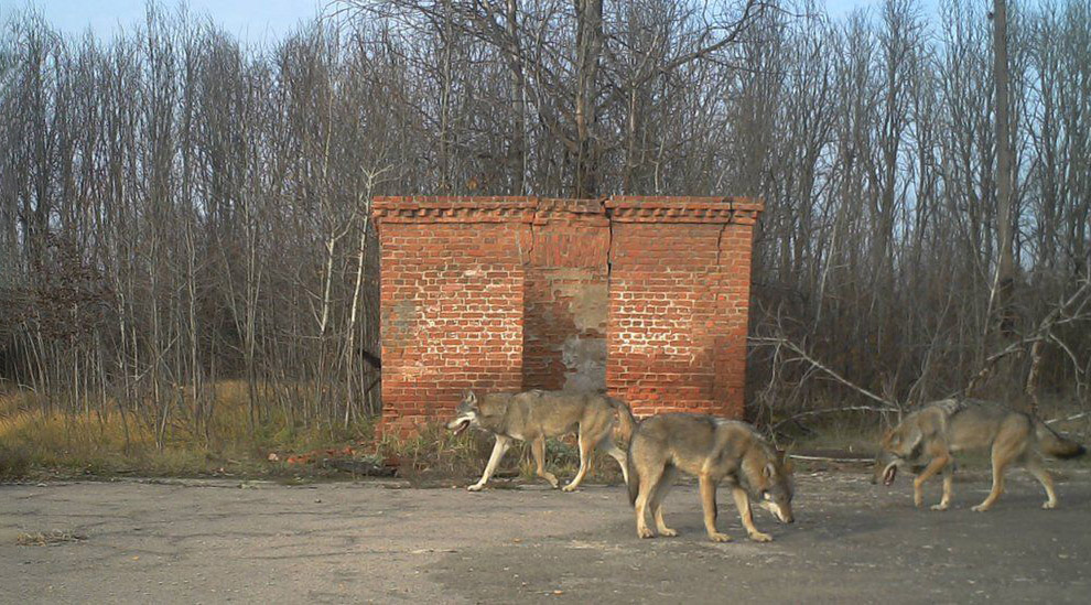 Животный мир в зоне отчуждения Чернобыля