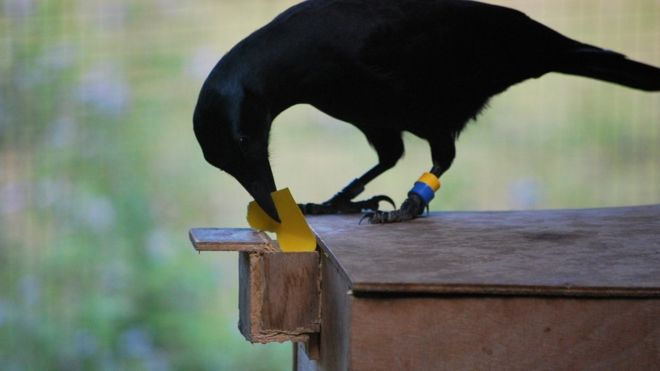 Почему ворон – самая умная птица в мире эксперимент, вороны, ворона, чтобы, только, часть, сразу, кусок, кувшин, учёные, должна, предметы, большим, подлетает, предлагали, зефир, лучше, задачи, съедали, более