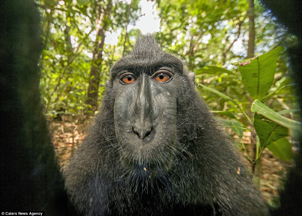 Позитивные обезьяны с острова Сулавеси 