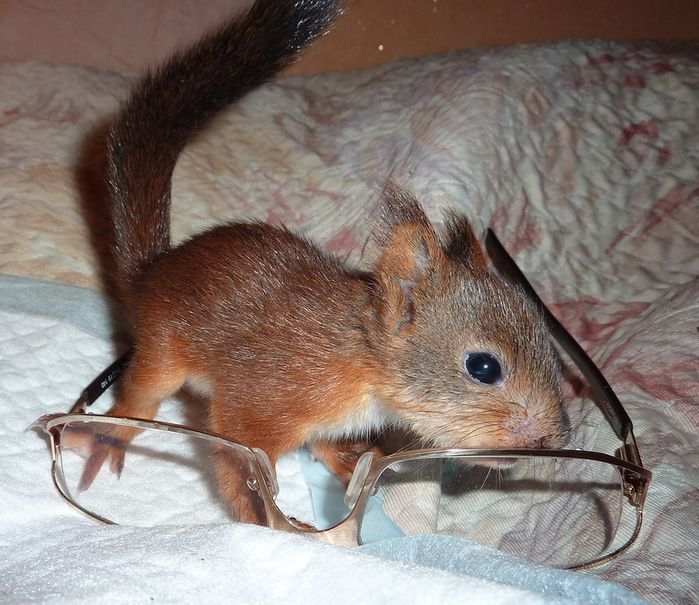 Животные, белка, позитив