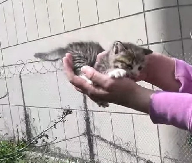 Под сухими ветвями лежали маленькие котята. В любой момент они могли выскочить на скоростную трассу Под сухими ветвями лежали маленькие котята. В любой момент они могли выскочить на скоростную трассу истории из жизни