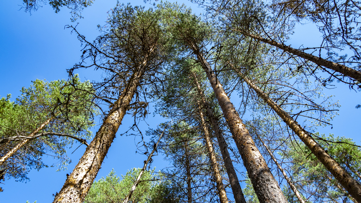 Прикрываются "больными": Как чиновники воруют русский лес в Иркутской области