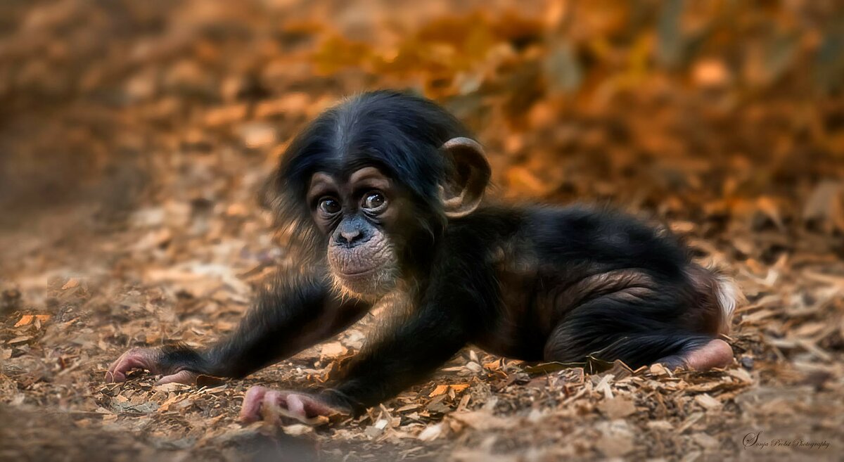 Шимпанзе наиболее близкородственный вид к человеку, если рассматривать с генетической точки зрения. Они намного умнее обезьян, и умело пользуются своими умственными способностями. 