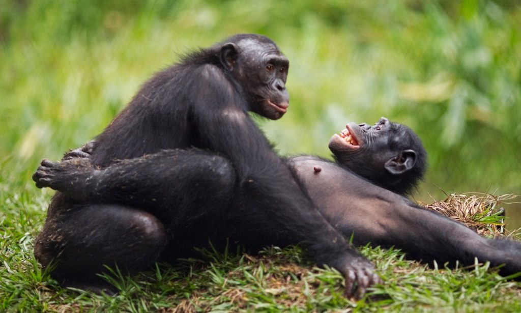 Bonobo chimpanzee porn