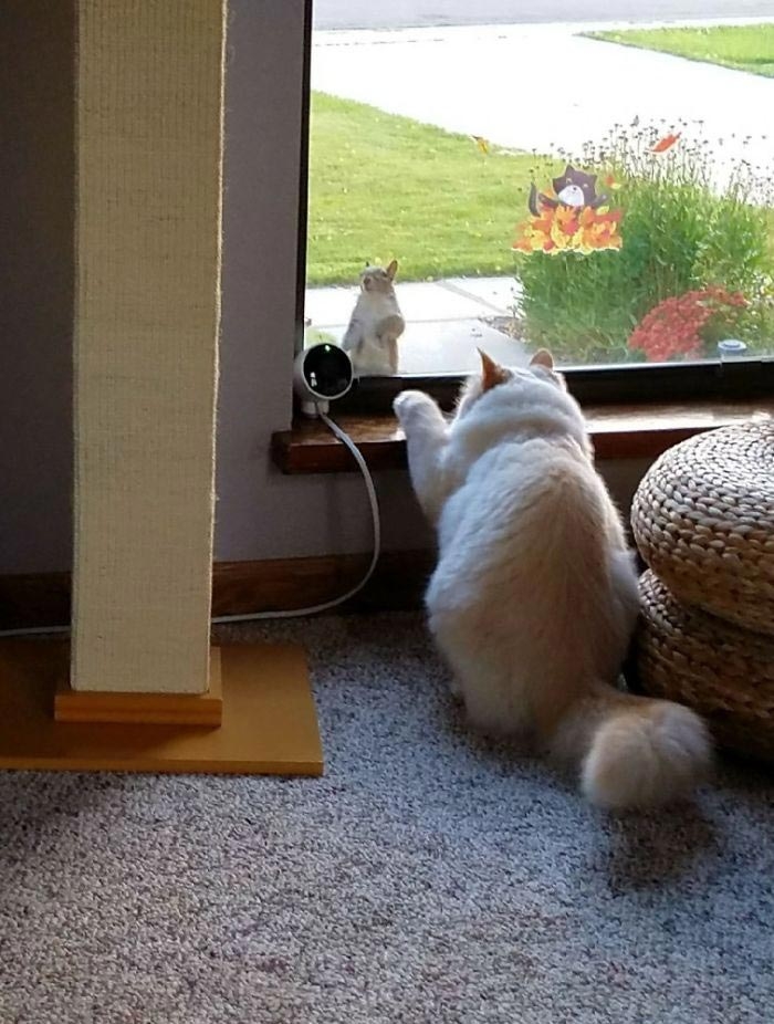 кот Сочи, кот принцесса Диснея