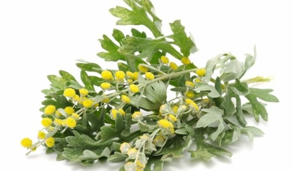 properties of Wormwood