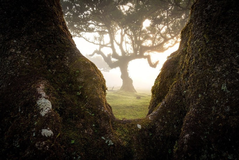 Очаровательные снимки древнего лаврового леса Мадейры с 500-летними деревьями