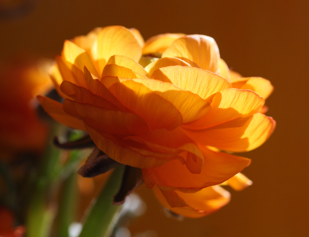 NewPix.ru - Азиатские лютики. Ранункулюсы - розы весны.