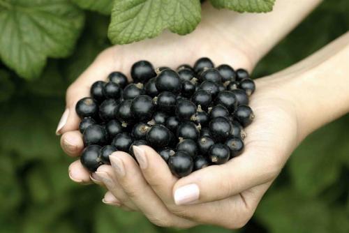 7 секретов хорошего урожая черной смородины.