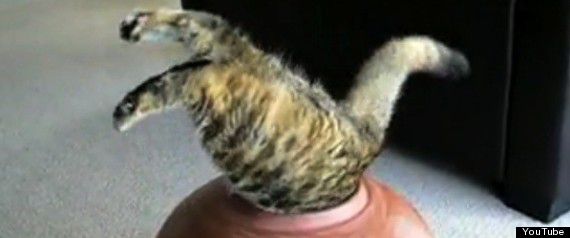 Хозяин, выпусти! 