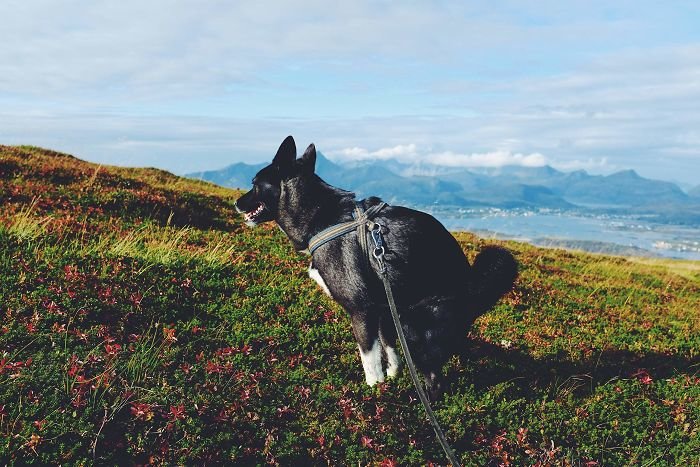Это тамасканская собака, которая решила «сходить по-большому» с видом на горы животные, календарь, календарь 2019, креатив, прикол, собака, собаки, юмор