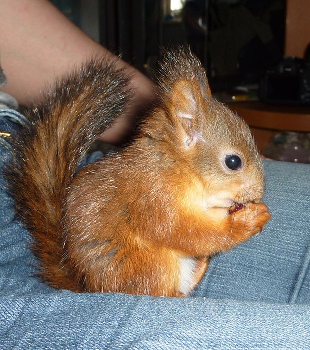 Животные, белка, позитив