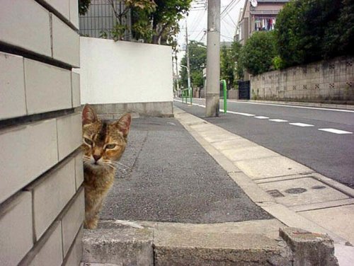 Кошки-партизанки, которые за всеми следят (26 фото)