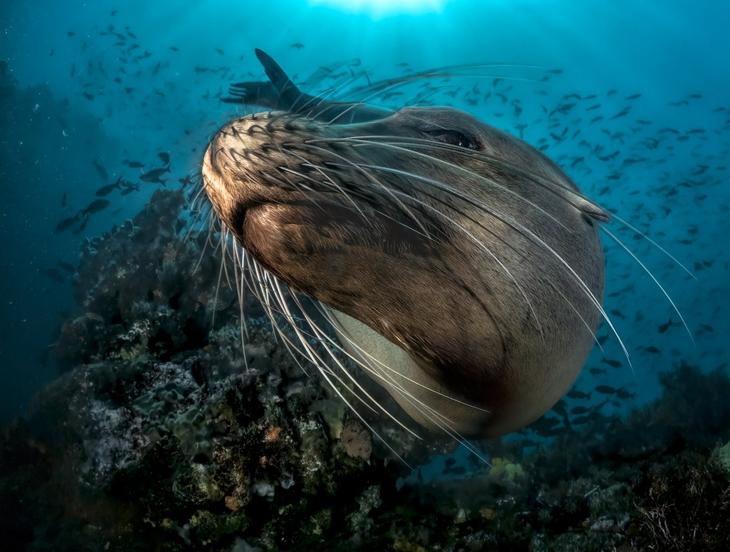 Дивный подводный мир в снимках призеров фотоконкурса Ocean Art 2018 Интересное