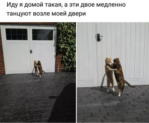 Лучшие фотомемы