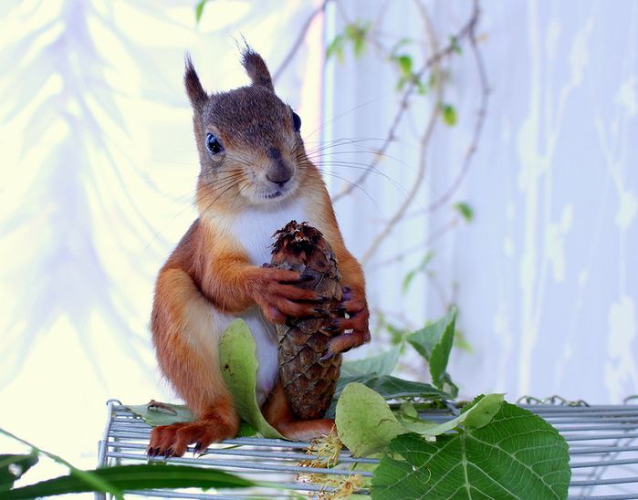 Животные, белка, позитив