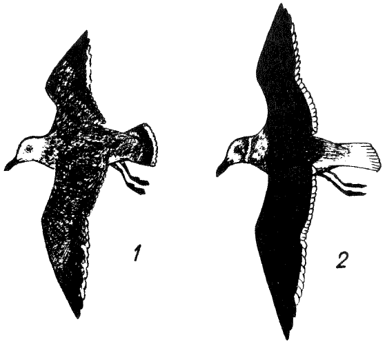 Серая (1) и Магелланова (2) чайки в летнем оперении. В.П.Шунтов. Трудная профессия альбатроса