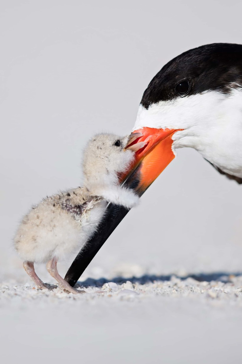 Лучшие фотографии птиц с конкурса Bird Photographer of the Year