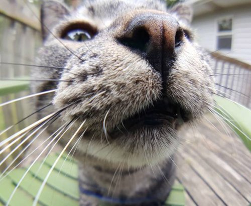Смешные любопытные кошки, попавшие в объектив фотокамеры Смешные любопытные кошки, попавшие в объектив фотокамеры
