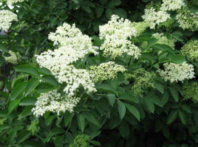 Сироп и лимонад из цвета бузины черной: лечит простуду, кашель, пневмонию, ОРВИ, грипп. Даже от подагры и ревматизма спасает!