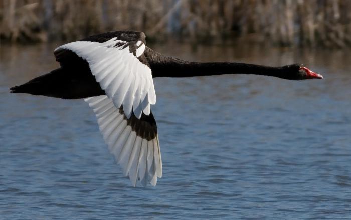 Черный лебедь — птица благородная