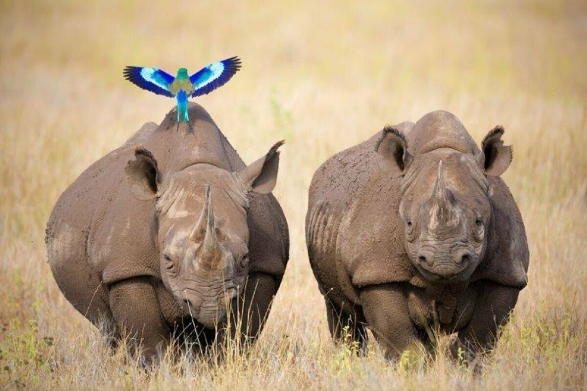 На материке можно встретить два вида носорогов: белого и черного. И те и другие обитают на юге континента. Эти животные из представителей африканской фауны (после слонов) самые крупные. Масса белого носорога может достигать 3 тонн, черного до 2 тонн.