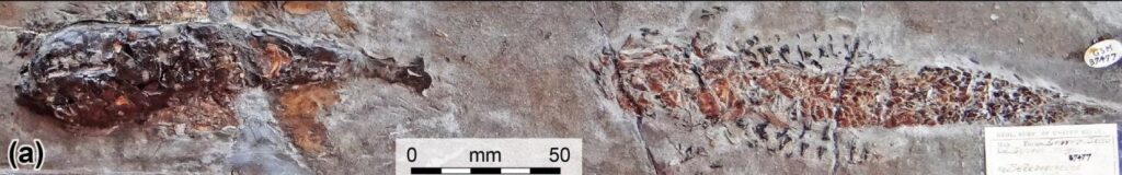 Изображение полной окаменелости с телом кальмара (слева) и пойманной им рыбой (справа) / © Malcolm Hart, Proceedings of the Geologists’ Association