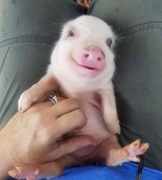 Зверский юмор Зверский юмор