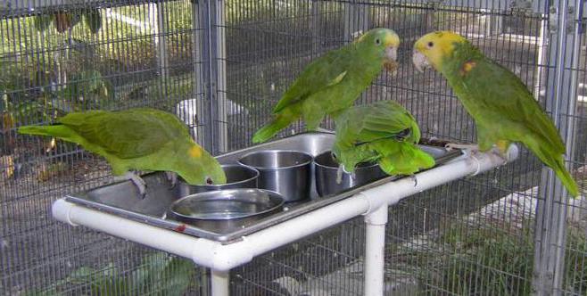 Амазонские попугаи: особенности содержания, описание и интересные факты