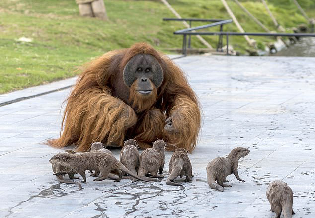 Дружба семьями: в бельгийском зоопарке семейство орангутанов подружилась с семьей выдр 