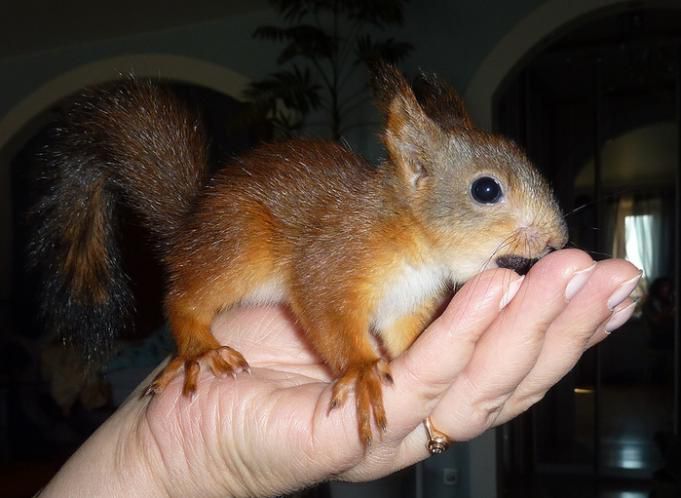 Животные, белка, позитив