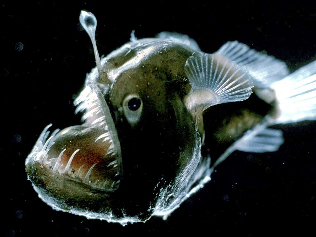 Зло таится под водой. Самые страшные морские создания