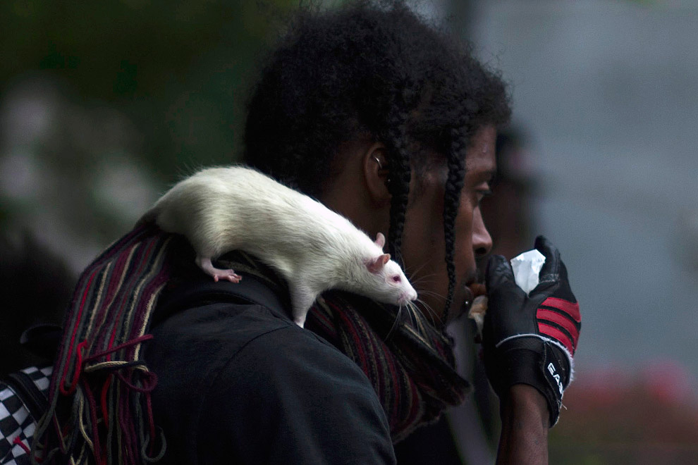 Домашняя крыса с хозяином на улице в Нью-Йорке