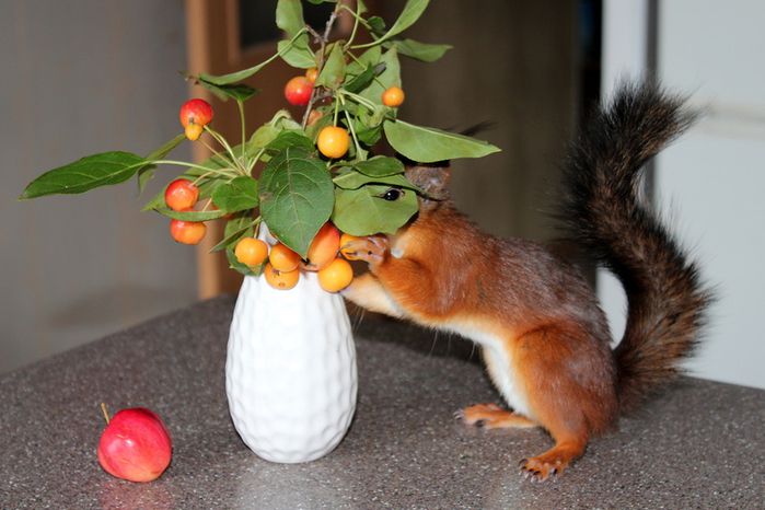 Животные, белка, позитив