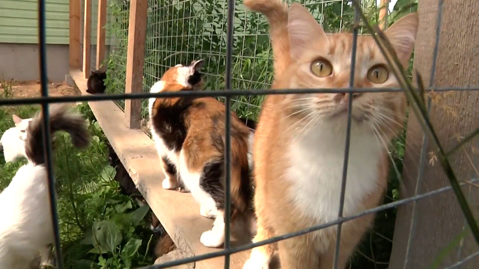 В Ленобласти приютили 86 кошек из Донецка Видео,Репортажи,ФАН-ТВ