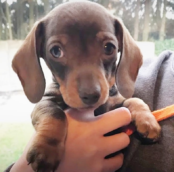 Щенок таксы