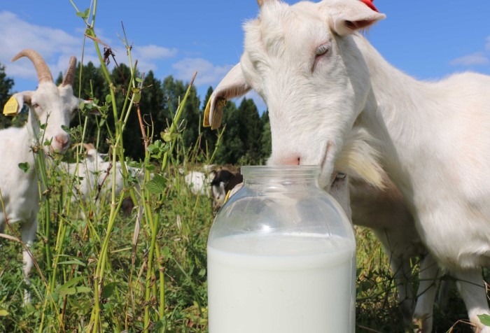Козье молоко - второе по популярности после коровьего / Фото: tvori-chudo.ru