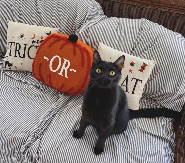 черная кошка сидит на диване