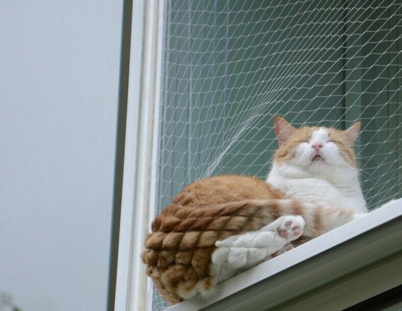 Забавные животные