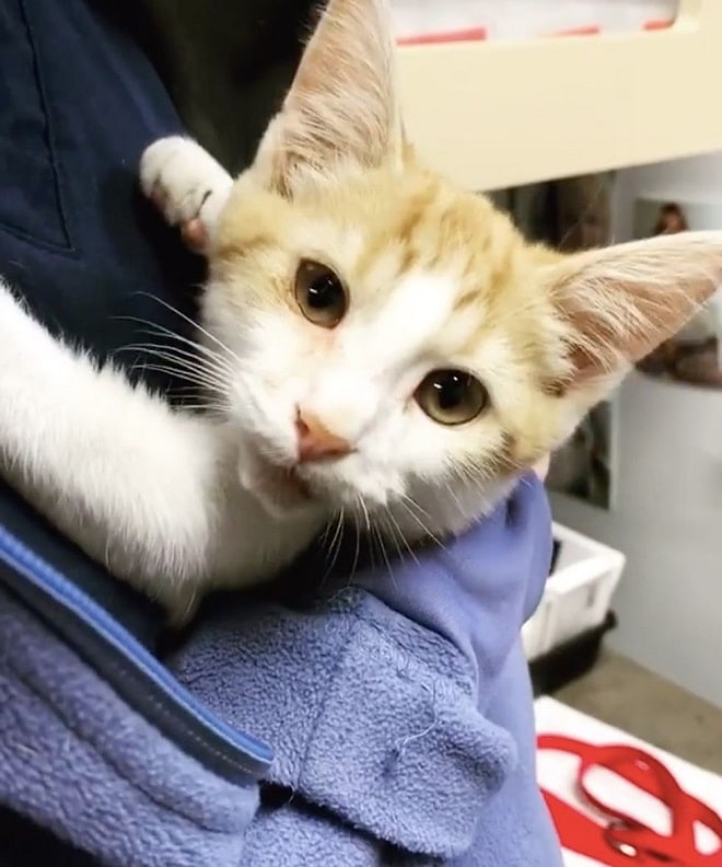 Кот в кармане