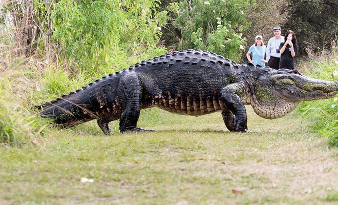 10 странных явлений попали на камеру: на дорогу вышел крокодил-гигант