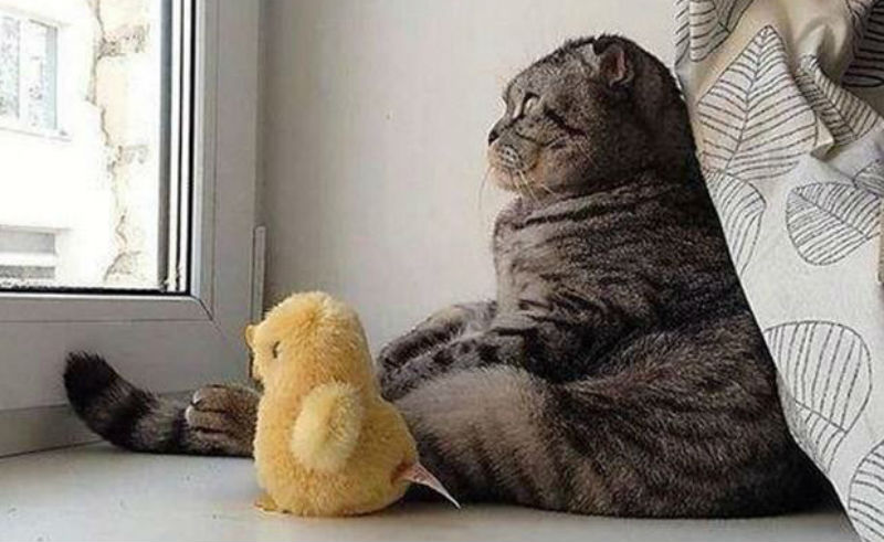 lolcats05