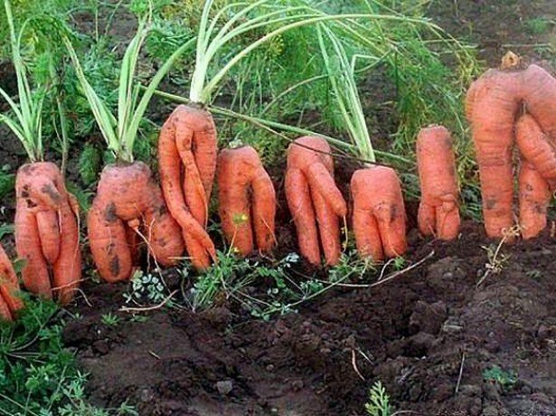На фото корявая морковь